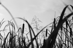 Bucher Stausee