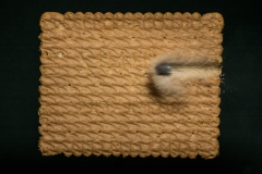 DSC4330