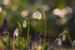 Im Garten