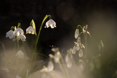 Im Garten