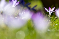 Im Garten
