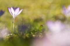 Im Garten