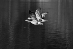 Am Haslbachstausee