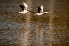 Am Haslbachstausee