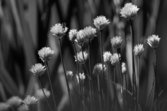 Im Garten