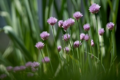 Im Garten