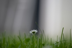 Im Garten