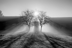 DSC9954_sw